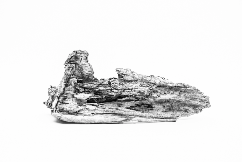 Nature in Forms, from photoinstallation for Matuzalem