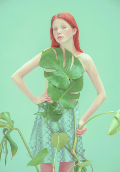 Monstera